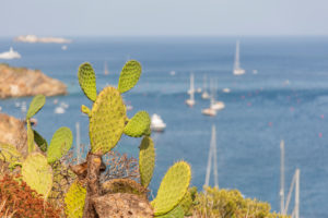 Sicily - Sunny impressions of the Aeolian Islands, also known as Aeolian Islands or Isole Eolie: Lipari, Stromboli, Salina, Vulcano, Panarea, Filicudi and Alicudi. Cacti on the rocky coast on Panarea, sailing boats in the background. Sicily - Sunny impressions of the Aeolian Islands, also known as Aeolian Islands or Isole Eolie: Lipari, Stromboli, Salina, Vulcano, Panarea, Filicudi and Alicudi. Cacti on the rocky coast on Panarea, sailing boats in the background.